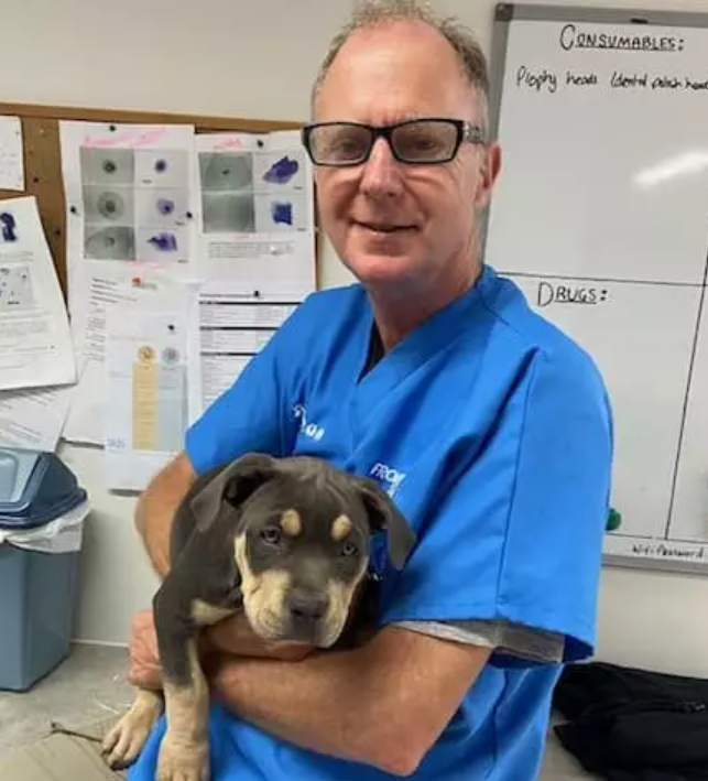 Dr Ross Milner - Small Animal Veterinarian - CareVets - Gisborne, NZ